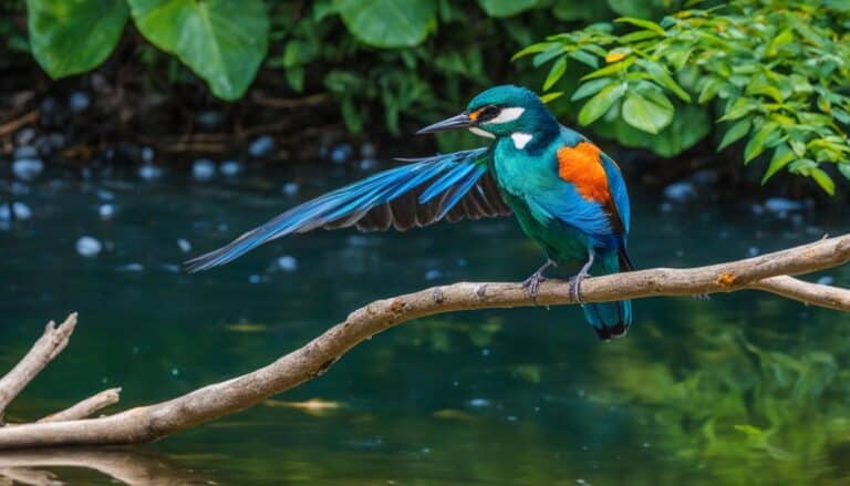 Eisvogel