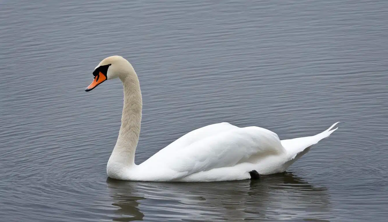 Höckerschwan