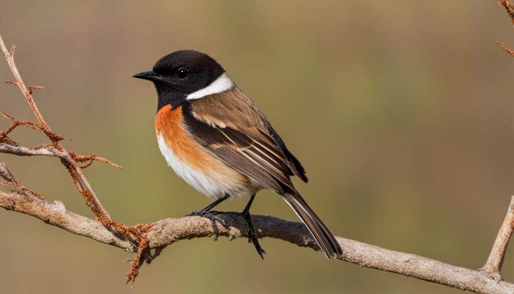 vogelportr-t-schwarzkehlchen