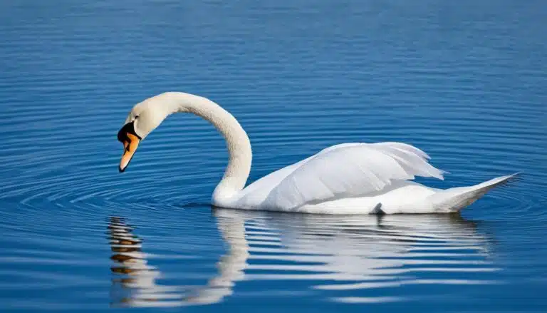 Singschwan