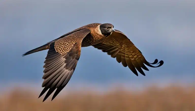 Turmfalke