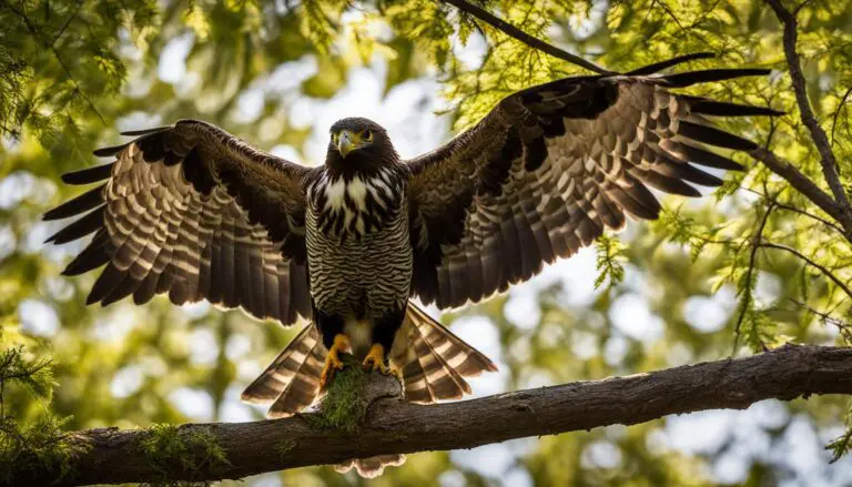 Wespenbussard