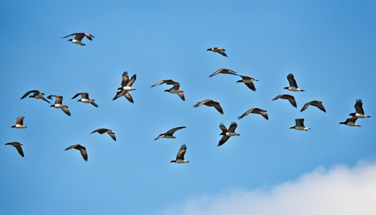 welche vögel benutzen den segelflug